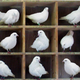 Illustration for article titled Why the Pigeonhole Principle Is One of Maths Most Powerful Ideas